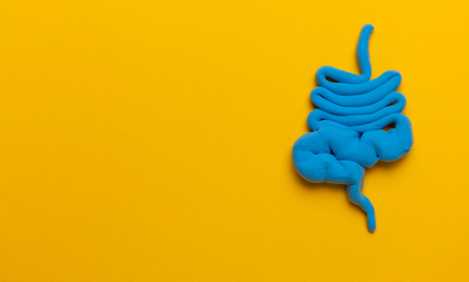 De verbinding tussen je darmen en je brein.